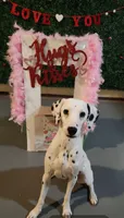 Sage Harley Rose, a female Dalmatian for sale in Toccoa, GA – 4 of 8