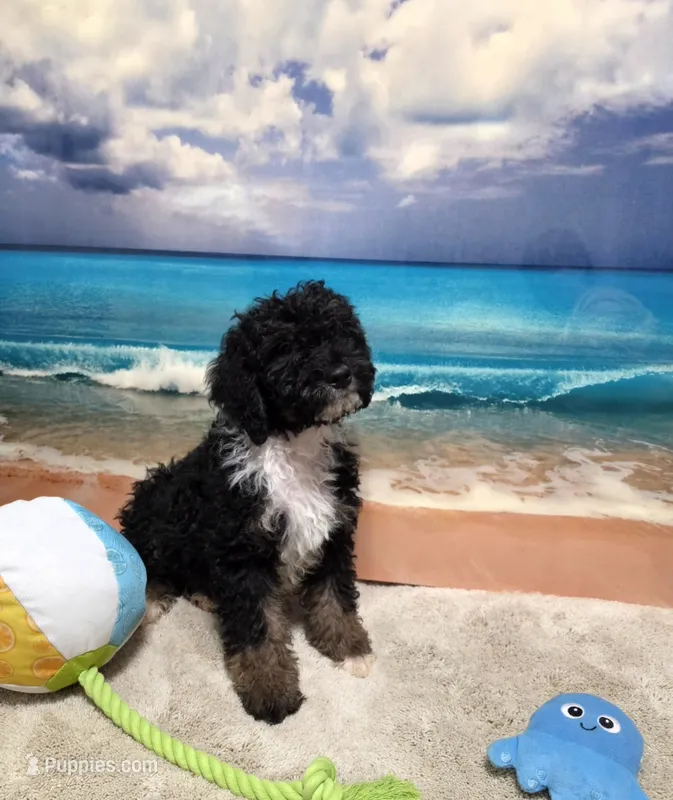 Puppy #16  💜 Boujee Jr.🐩 – Sheepadoodle puppy for sale in Toccoa, GA