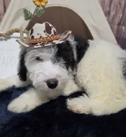 Puppy #14 💖 Precious, a female Sheepadoodle for sale in Toccoa, GA – 4 of 10