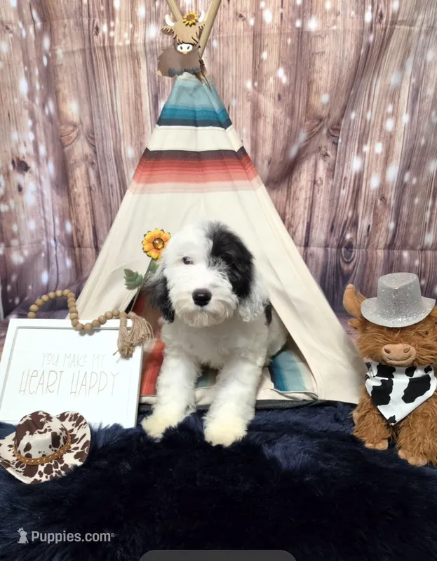 Puppy #14 💖 Precious – Sheepadoodle puppy for sale in Toccoa, GA