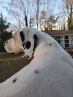 Sage Harley Rose, a female Dalmatian for sale in Toccoa, GA – 6 of 8