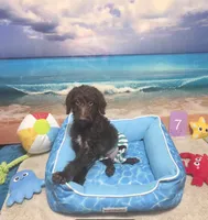 Puppy #7🩵 Baby Bean🐶, a male Labradoodle for sale in Toccoa, GA – 1 of 8