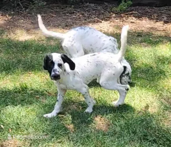 Two-Tone SPRING SPECIAL  – Dalmatian, Poodle - Standard  puppy for sale in Toccoa, GA