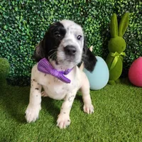 Two-Tone WEEKEND SALE , a male Dalmatian and Poodle - Standard  for sale in Toccoa, GA – Photo 3 of 9
