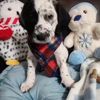 Two-Tone WEEKEND SALE , a male Dalmatian and Poodle - Standard  for sale in Toccoa, GA – Photo 5 of 9