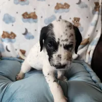 Two-Tone WEEKEND SALE , a male Dalmatian and Poodle - Standard  for sale in Toccoa, GA – Photo 9 of 9