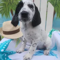 Two-Tone WEEKEND SALE , a male Dalmatian and Poodle - Standard  for sale in Toccoa, GA – Photo 1 of 9