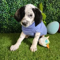 Two-Tone WEEKEND SALE , a male Dalmatian and Poodle - Standard  for sale in Toccoa, GA – Photo 2 of 9