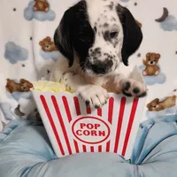 Two-Tone WEEKEND SALE , a male Dalmatian and Poodle - Standard  for sale in Toccoa, GA – Photo 4 of 9