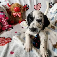 Two-Tone WEEKEND SALE , a male Dalmatian and Poodle - Standard  for sale in Toccoa, GA – Photo 6 of 9
