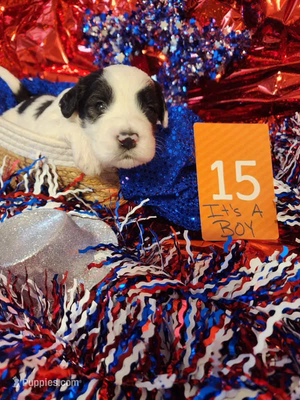 Puppy #15 – Sheepadoodle puppy for sale in Toccoa, GA