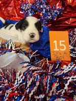 Puppy #15, a male Sheepadoodle for sale in Toccoa, GA – 1 of 2