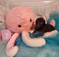 Puppy #7, a male Labradoodle for sale in Toccoa, GA – 4 of 6
