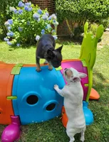 Chanel Joy, a female French Bulldog for sale in Toccoa, GA – Photo 2 of 9