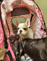 Chanel Joy, a female French Bulldog for sale in Toccoa, GA – Photo 4 of 9