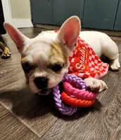 Chanel Joy, a female French Bulldog for sale in Toccoa, GA – Photo 3 of 9