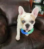 Chanel Joy, a female French Bulldog for sale in Toccoa, GA – Photo 9 of 9