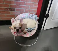 Chanel Joy, a female French Bulldog for sale in Toccoa, GA – Photo 1 of 9