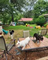Chanel Joy, a female French Bulldog for sale in Toccoa, GA – Photo 6 of 9