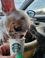 Chanel Joy, a female French Bulldog for sale in Toccoa, GA – Photo 7 of 9