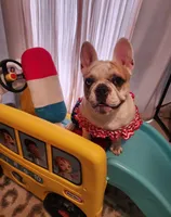 Chanel Joy, a female French Bulldog for sale in Toccoa, GA – Photo 8 of 9