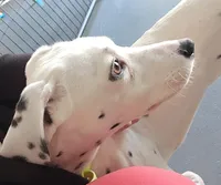 Sage Harley Rose, a female Dalmatian for sale in Toccoa, GA – 3 of 8