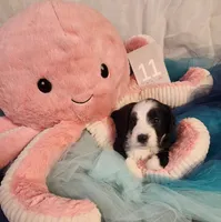 Puppy #11, a female Sheepadoodle for sale in Toccoa, GA – 1 of 4