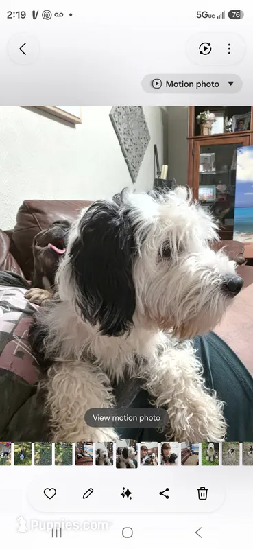 Penelope  – Sheepadoodle puppy for sale in Toccoa, GA