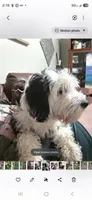 Penelope , a female Sheepadoodle for sale in Toccoa, GA – 1 of 4
