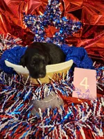 Puppy #4, a male Labradoodle for sale in Toccoa, GA – 2 of 2