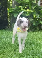 Patch LOVING HOME SPECIAL , a male Dalmatian and Poodle - Standard  for sale in Toccoa, GA – 1 of 10