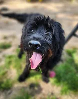 Lucy, a female Labradoodle for sale in Toccoa, GA – 2 of 3