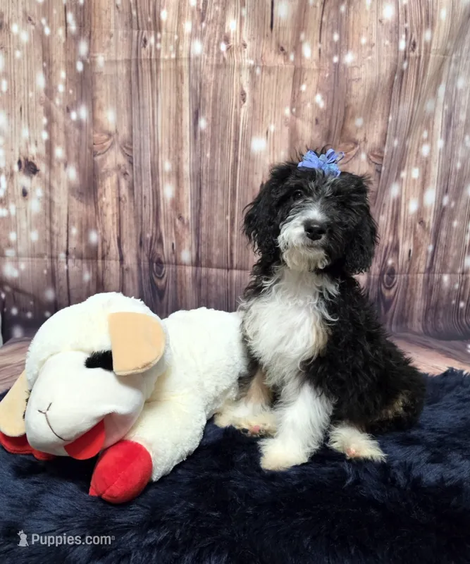 Puppy #13🌟 Mitzi – Sheepadoodle puppy for sale in Toccoa, GA