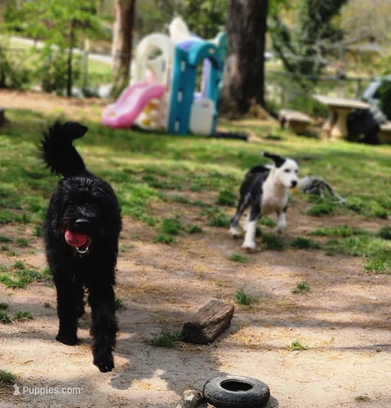 Lucy – Labradoodle puppy for sale in Toccoa, GA
