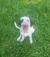 Patch LOVING HOME SPECIAL , a male Dalmatian and Poodle - Standard  for sale in Toccoa, GA – 2 of 10