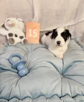 Puppy #15, a male Sheepadoodle for sale in Toccoa, GA – 2 of 4