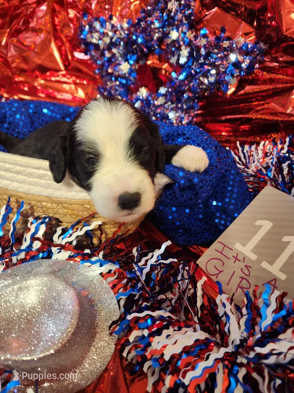 Puppy #11 – Sheepadoodle puppy for sale in Toccoa, GA