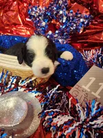 Puppy #11, a female Sheepadoodle for sale in Toccoa, GA – 1 of 2