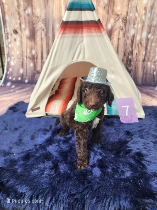 Puppy #7 – Labradoodle puppy for sale in Toccoa, GA