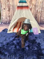 Puppy #7, a male Labradoodle for sale in Toccoa, GA – 1 of 6