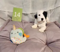 Puppy #14, a female Sheepadoodle for sale in Toccoa, GA – 2 of 4