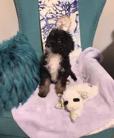 Puppy #16  💜 Boujee Jr.🐩, a male Sheepadoodle for sale in Toccoa, GA – 5 of 10