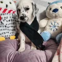 Jewel WEEKEND SALE , a female Dalmatian and Poodle - Standard  for sale in Toccoa, GA – Photo 5 of 9