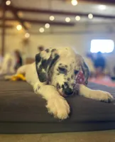 Jewel SPRING BREAK SPECIAL , a female Dalmatian and Poodle - Standard  for sale in Toccoa, GA – Photo 10 of 10