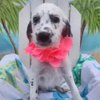 Jewel WEEKEND SALE , a female Dalmatian and Poodle - Standard  for sale in Toccoa, GA – Photo 1 of 9