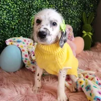 Jewel WEEKEND SALE , a female Dalmatian and Poodle - Standard  for sale in Toccoa, GA – Photo 2 of 9