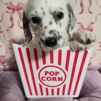 Jewel WEEKEND SALE , a female Dalmatian and Poodle - Standard  for sale in Toccoa, GA – Photo 4 of 9