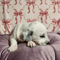 Jewel WEEKEND SALE , a female Dalmatian and Poodle - Standard  for sale in Toccoa, GA – Photo 7 of 9