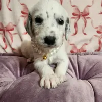 Jewel WEEKEND SALE , a female Dalmatian and Poodle - Standard  for sale in Toccoa, GA – Photo 9 of 9