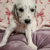 Jewel WEEKEND SALE , a female Dalmatian and Poodle - Standard  for sale in Toccoa, GA – Photo 8 of 9